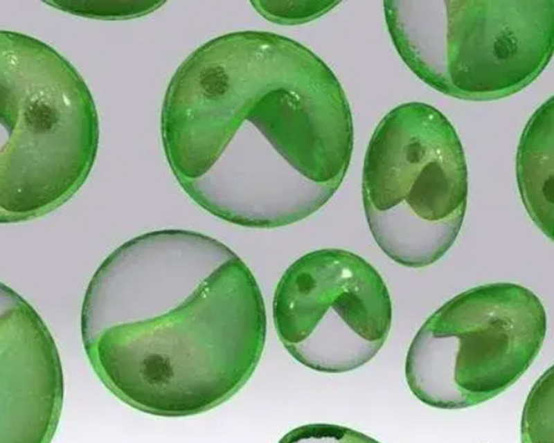 Chlorella experiment