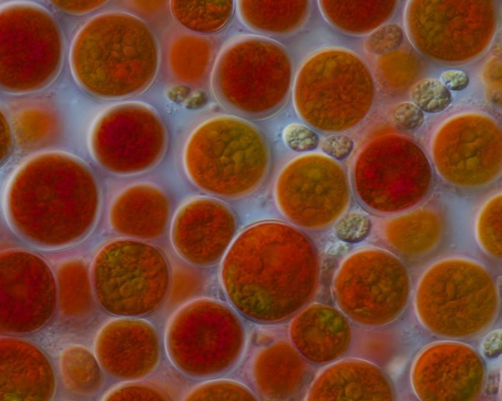 Haematococcus pluvialis experiment